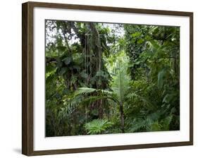 Rain Forest, Fairchild Tropical Gardens, Miami, Florida, USA-Angelo Cavalli-Framed Photographic Print