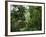 Rain Forest, Fairchild Tropical Gardens, Miami, Florida, USA-Angelo Cavalli-Framed Photographic Print