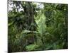 Rain Forest, Fairchild Tropical Gardens, Miami, Florida, USA-Angelo Cavalli-Mounted Photographic Print
