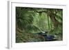 Rain Forest in the Upper Amazon Basin-null-Framed Giclee Print