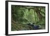 Rain Forest in the Upper Amazon Basin-null-Framed Giclee Print