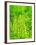 Rain Forest, Malaysia, 1990-Laila Shawa-Framed Giclee Print