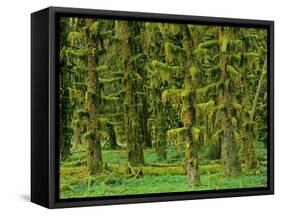 Rain Forest Moss Covered Sitka Spruce Trees-null-Framed Stretched Canvas