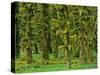 Rain Forest Moss Covered Sitka Spruce Trees-null-Stretched Canvas