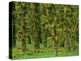 Rain Forest Moss Covered Sitka Spruce Trees-null-Stretched Canvas