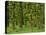 Rain Forest Moss Covered Sitka Spruce Trees-null-Stretched Canvas