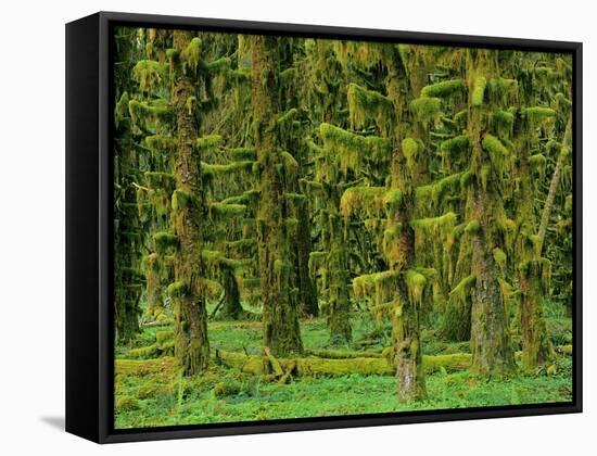 Rain Forest Moss Covered Sitka Spruce Trees-null-Framed Stretched Canvas
