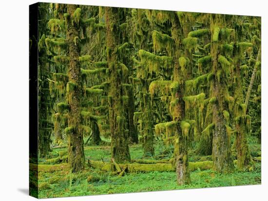 Rain Forest Moss Covered Sitka Spruce Trees-null-Stretched Canvas