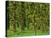 Rain Forest Moss Covered Sitka Spruce Trees-null-Stretched Canvas