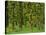 Rain Forest Moss Covered Sitka Spruce Trees-null-Stretched Canvas