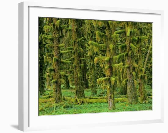 Rain Forest Moss Covered Sitka Spruce Trees-null-Framed Photographic Print