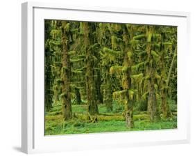 Rain Forest Moss Covered Sitka Spruce Trees-null-Framed Photographic Print