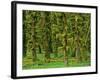Rain Forest Moss Covered Sitka Spruce Trees-null-Framed Photographic Print