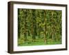 Rain Forest Moss Covered Sitka Spruce Trees-null-Framed Photographic Print