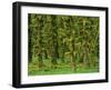 Rain Forest Moss Covered Sitka Spruce Trees-null-Framed Photographic Print