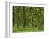 Rain Forest Moss Covered Sitka Spruce Trees-null-Framed Photographic Print