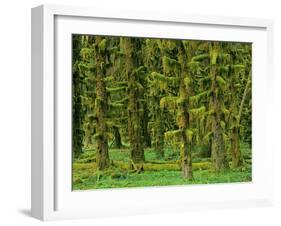 Rain Forest Moss Covered Sitka Spruce Trees-null-Framed Photographic Print