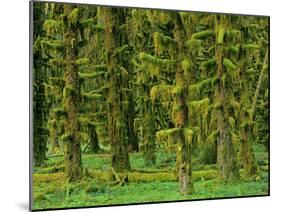 Rain Forest Moss Covered Sitka Spruce Trees-null-Mounted Photographic Print
