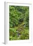 Rain Forest, Omanawa Gorge, Bay of Plenty, North Island, New Zealand-Rainer Mirau-Framed Photographic Print