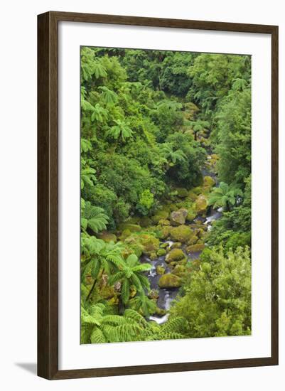 Rain Forest, Omanawa Gorge, Bay of Plenty, North Island, New Zealand-Rainer Mirau-Framed Photographic Print