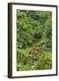 Rain Forest, Omanawa Gorge, Bay of Plenty, North Island, New Zealand-Rainer Mirau-Framed Photographic Print