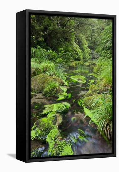Rain Forest, Omanawa Gorge, Bay of Plenty, North Island, New Zealand-Rainer Mirau-Framed Stretched Canvas