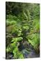 Rain Forest, Omanawa Gorge, Bay of Plenty, North Island, New Zealand-Rainer Mirau-Stretched Canvas