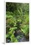 Rain Forest, Omanawa Gorge, Bay of Plenty, North Island, New Zealand-Rainer Mirau-Framed Photographic Print