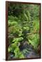 Rain Forest, Omanawa Gorge, Bay of Plenty, North Island, New Zealand-Rainer Mirau-Framed Photographic Print