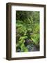 Rain Forest, Omanawa Gorge, Bay of Plenty, North Island, New Zealand-Rainer Mirau-Framed Photographic Print