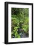 Rain Forest, Omanawa Gorge, Bay of Plenty, North Island, New Zealand-Rainer Mirau-Framed Photographic Print