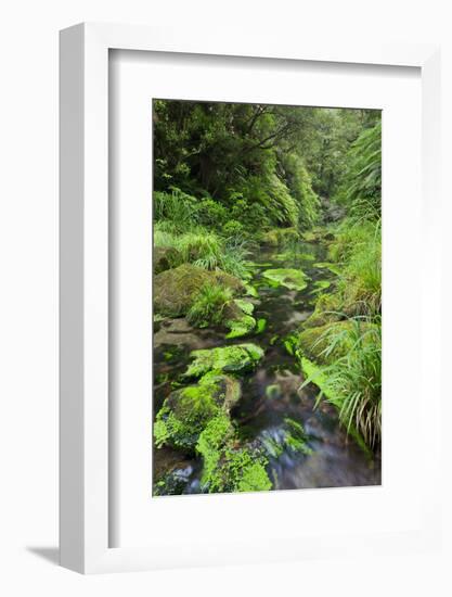 Rain Forest, Omanawa Gorge, Bay of Plenty, North Island, New Zealand-Rainer Mirau-Framed Photographic Print