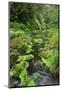 Rain Forest, Omanawa Gorge, Bay of Plenty, North Island, New Zealand-Rainer Mirau-Mounted Photographic Print