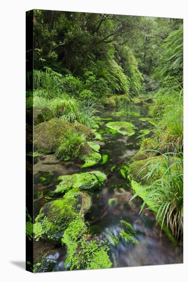 Rain Forest, Omanawa Gorge, Bay of Plenty, North Island, New Zealand-Rainer Mirau-Stretched Canvas