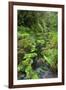 Rain Forest, Omanawa Gorge, Bay of Plenty, North Island, New Zealand-Rainer Mirau-Framed Photographic Print