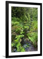 Rain Forest, Omanawa Gorge, Bay of Plenty, North Island, New Zealand-Rainer Mirau-Framed Photographic Print