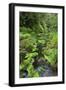 Rain Forest, Omanawa Gorge, Bay of Plenty, North Island, New Zealand-Rainer Mirau-Framed Photographic Print