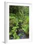 Rain Forest, Omanawa Gorge, Bay of Plenty, North Island, New Zealand-Rainer Mirau-Framed Photographic Print