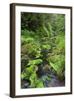 Rain Forest, Omanawa Gorge, Bay of Plenty, North Island, New Zealand-Rainer Mirau-Framed Photographic Print