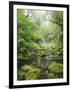 Rain Forest, Omanawa Gorge, Bay of Plenty, North Island, New Zealand-Rainer Mirau-Framed Photographic Print