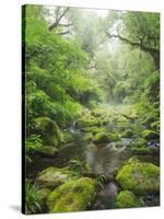 Rain Forest, Omanawa Gorge, Bay of Plenty, North Island, New Zealand-Rainer Mirau-Stretched Canvas