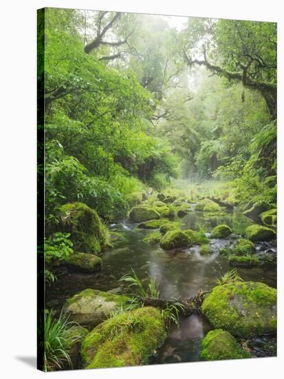 Rain Forest, Omanawa Gorge, Bay of Plenty, North Island, New Zealand-Rainer Mirau-Stretched Canvas