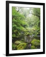 Rain Forest, Omanawa Gorge, Bay of Plenty, North Island, New Zealand-Rainer Mirau-Framed Photographic Print