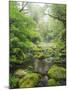 Rain Forest, Omanawa Gorge, Bay of Plenty, North Island, New Zealand-Rainer Mirau-Mounted Photographic Print