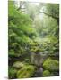 Rain Forest, Omanawa Gorge, Bay of Plenty, North Island, New Zealand-Rainer Mirau-Mounted Photographic Print