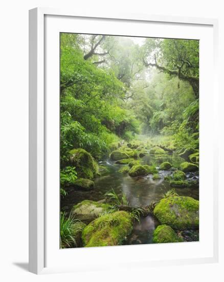 Rain Forest, Omanawa Gorge, Bay of Plenty, North Island, New Zealand-Rainer Mirau-Framed Photographic Print