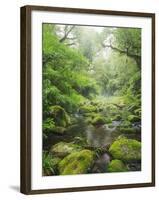 Rain Forest, Omanawa Gorge, Bay of Plenty, North Island, New Zealand-Rainer Mirau-Framed Photographic Print