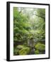 Rain Forest, Omanawa Gorge, Bay of Plenty, North Island, New Zealand-Rainer Mirau-Framed Photographic Print