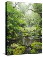 Rain Forest, Omanawa Gorge, Bay of Plenty, North Island, New Zealand-Rainer Mirau-Stretched Canvas