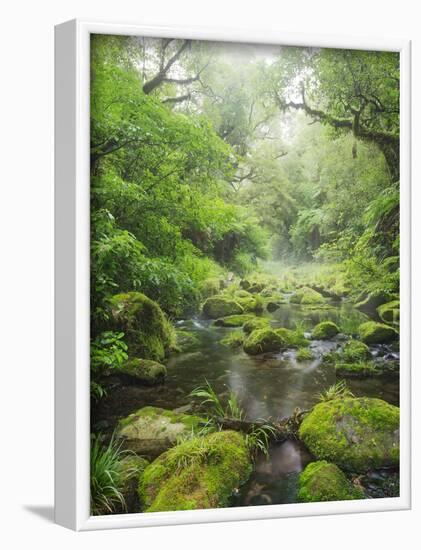 Rain Forest, Omanawa Gorge, Bay of Plenty, North Island, New Zealand-Rainer Mirau-Framed Photographic Print